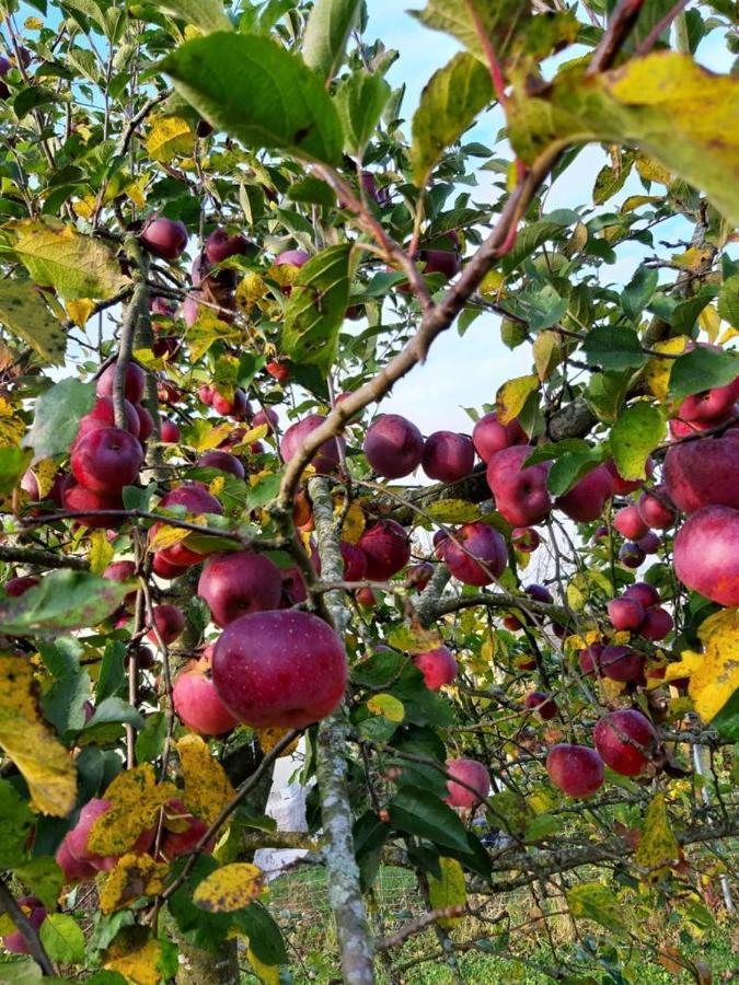 Schoenauerhof- Urlaub Im Gruenen Aber Doch In Der Stadt Passau Buitenkant foto